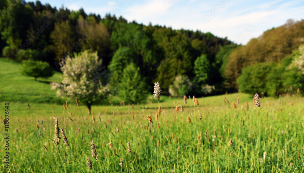 Obraz premium Meadow with apple tree