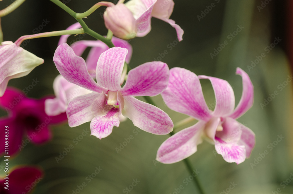 Orchids in Garden of Peradeniya. Sri Lanka Orchids in Garden of Peradeniya. Sri Lanka