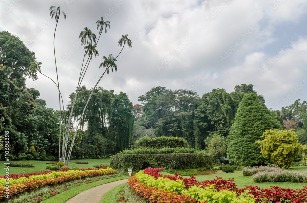 Landscape in Garden of Peradeniya. Sri Lanka