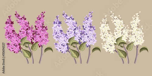 Set of lilac
