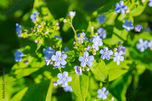 Flowers forget-me-nots