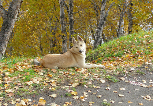 Dog in the Park. a stray dog lies in the Park. clever dog with sad eyes. autumn in the park.  photo with shallow depth of field, there are areas of blurring.


