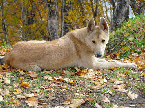 Dog in the Park. a stray dog lies in the Park. clever dog with sad eyes. autumn in the park.  photo with shallow depth of field, there are areas of blurring.


