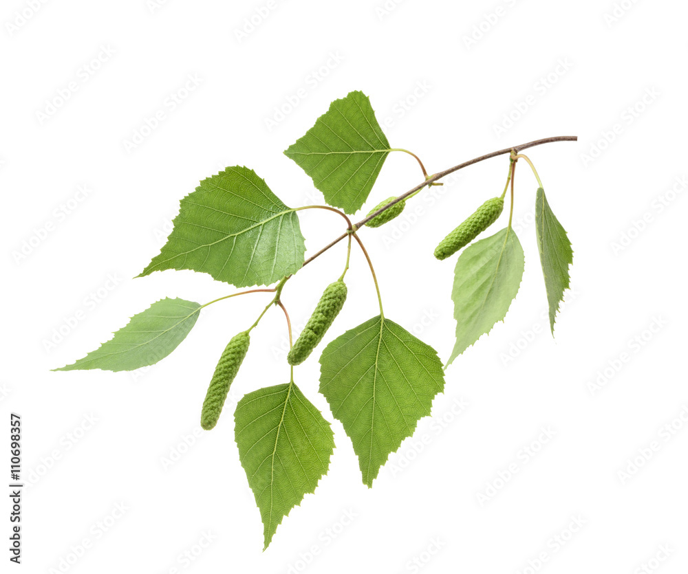 Fototapeta premium Birch leaves isolated. without shadow