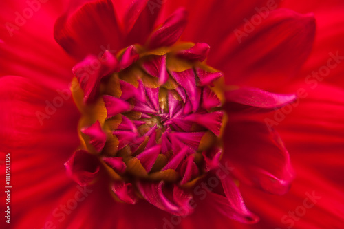 Red Flowers  5 © adolfousier