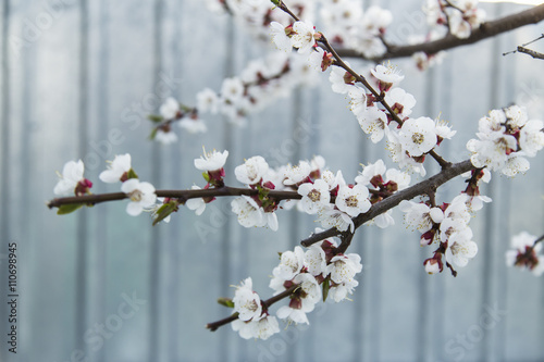 Blooming apricot tree in the garden