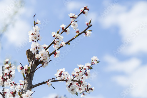 Blooming apricot tree in the garden