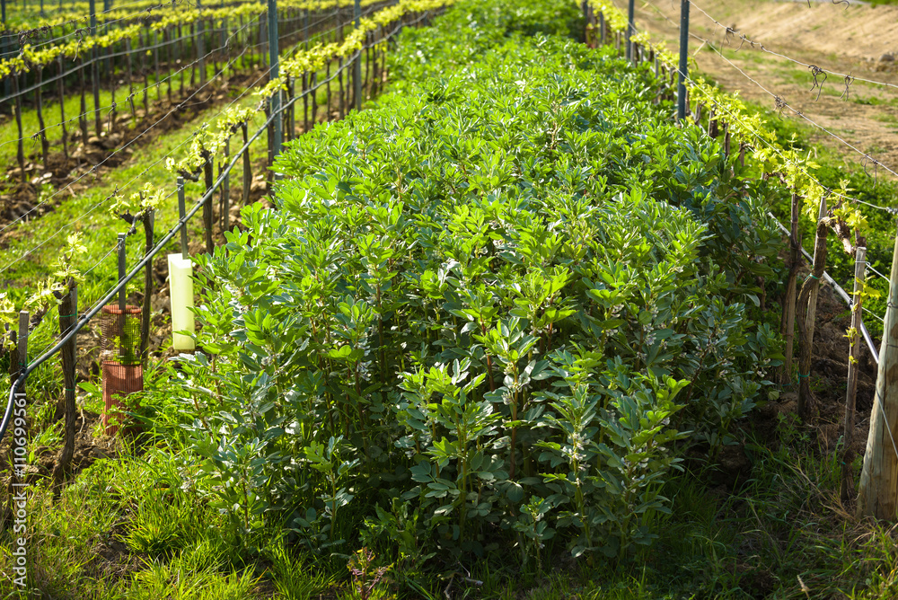 Plant planted between the Italian vineyards, Favino.