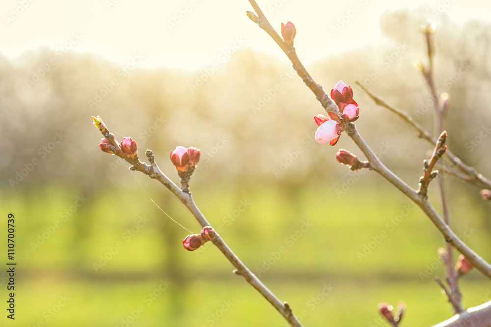 Apricot tree branches with flower buds at sunset