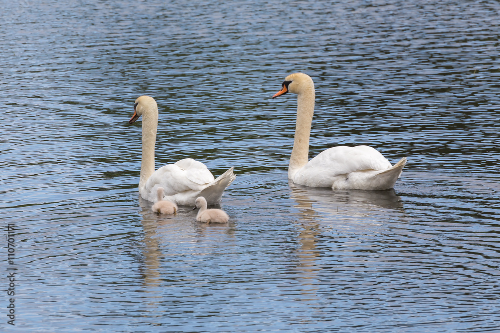 young swans with their parents