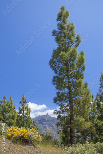 Gran Canaria  Caldera de Tejeda in May