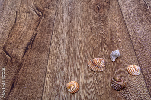 Sea shells on a wooden background
