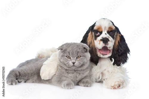 Cocker Spaniel puppy embracing young kitten. isolated on white b