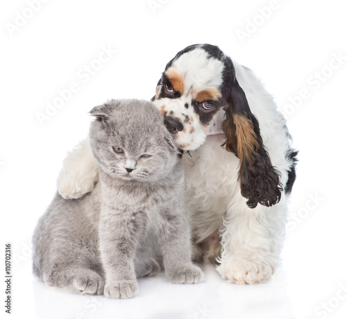 Cocker Spaniel puppy embracing and licking young kitten. isolate