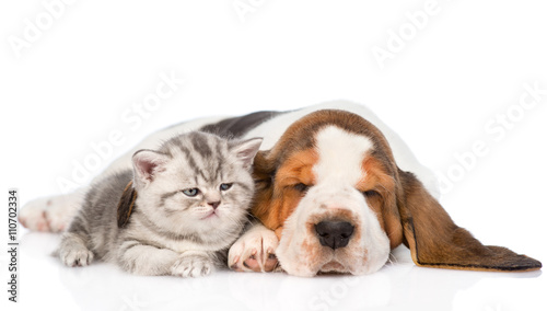 Kitten and puppy sleeping together. isolated on white background © Ermolaev Alexandr