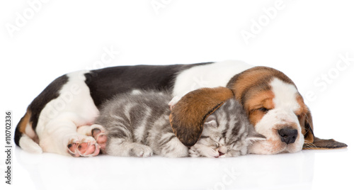 Basset hound puppy sleeping with tabby kitten. isolated on white