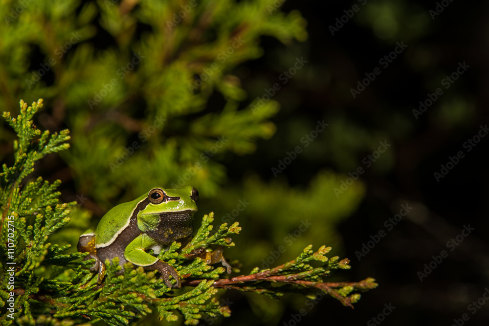 Pine Barrens Treefrog Pine Barrens Treefrog