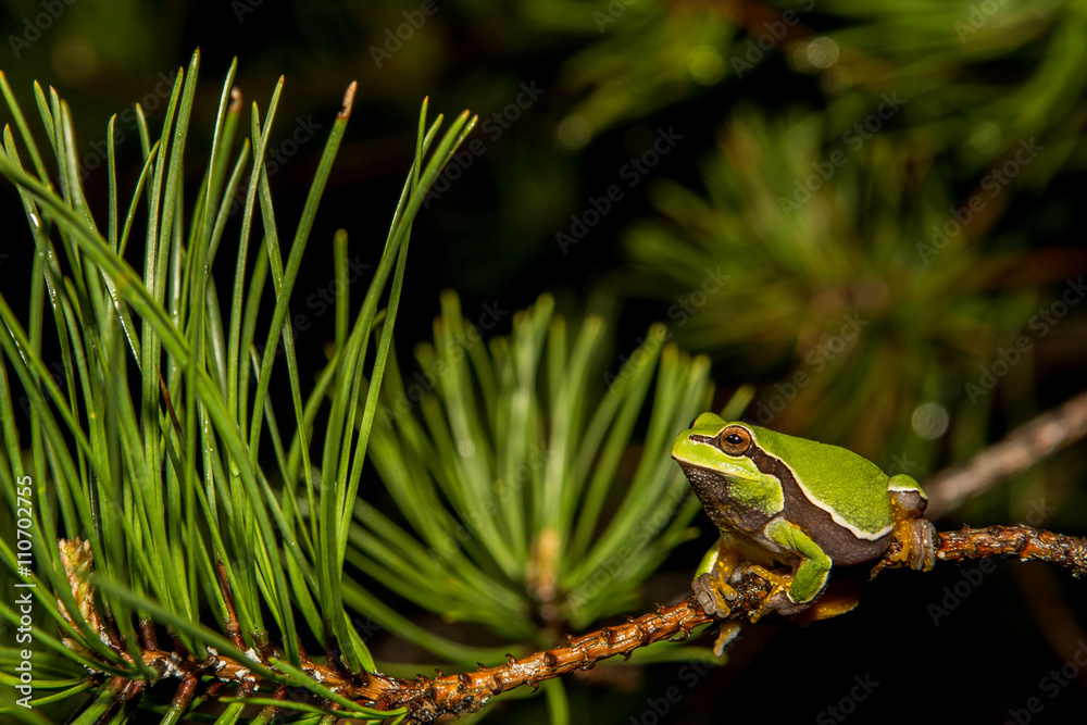 Naklejka premium Pine Barrens Treefrog