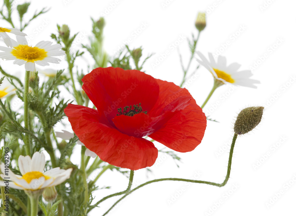 Naklejka premium simple posy of Poppy and garland chrysanthemums
