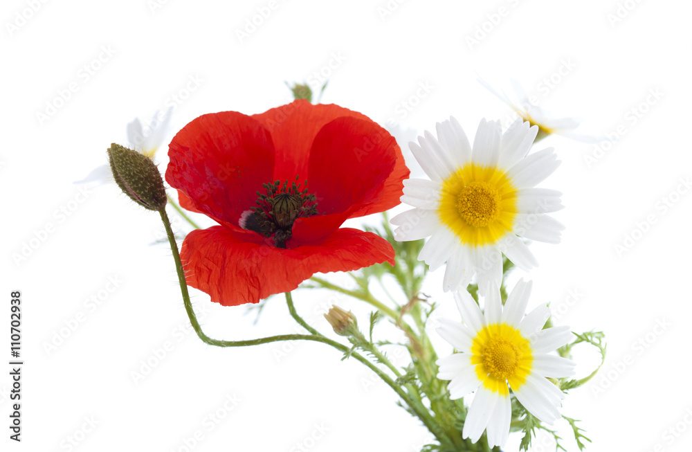 Obraz premium prosty bukiet chryzantem makowych i girlandowych