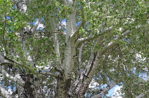 Arizona Sycamore Tree 
