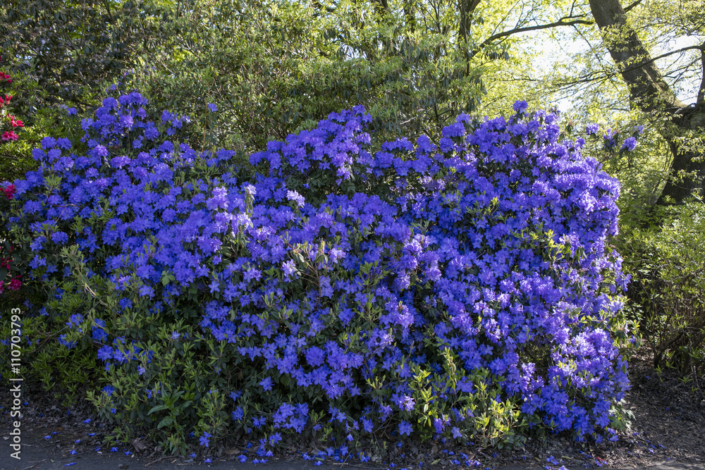 Naklejka premium Rhododendron flower. Plant in a public park in Glasgow, Scotland, United Kingdom