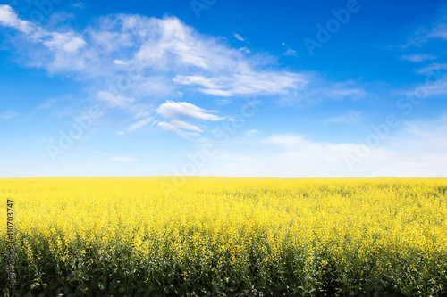 Yellow Field Against Blue Cloudy Sky With Copy Space