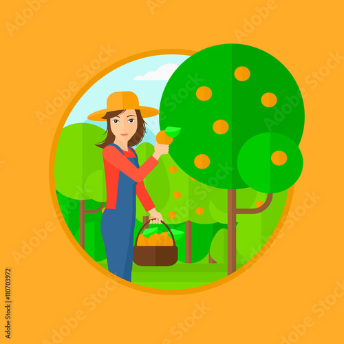 Farmer collecting oranges.
