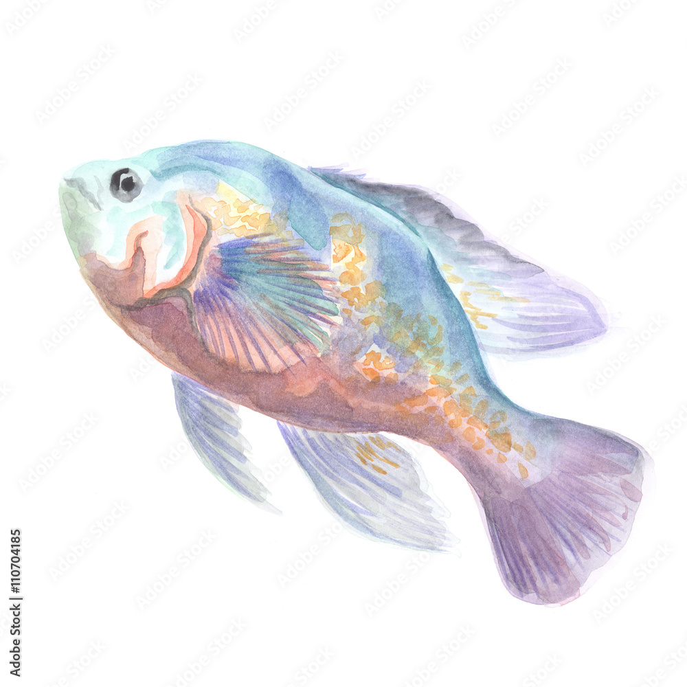 Fototapeta premium Tiger Oscar. Exotic decorative fish on a white background. Watercolor painting