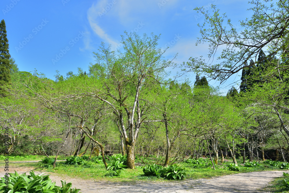 Fototapeta premium 岡山県立森林公園の新緑