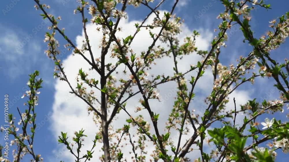 Cherry tree flower blooming in spring
Cherry tree flower blooming in spring