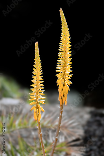 Aloe Vera growing in Tenerife photo