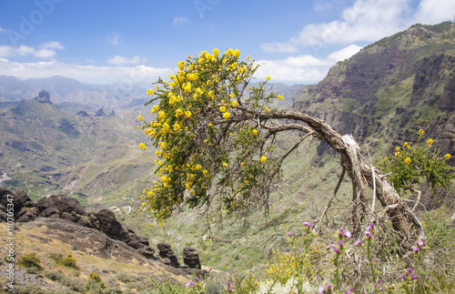 Gran Canaria, Central mountains