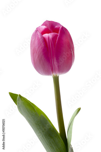 close-up shot of pink tulip.