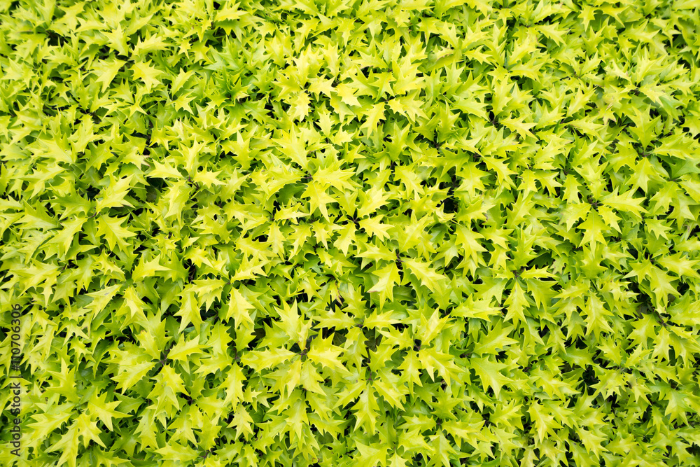 黄緑が爽やかなトゲトゲの葉っぱ 背景素材 Stock Photo Adobe Stock