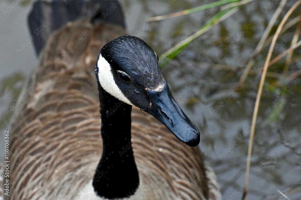 Obraz premium Gorgeous Canadian goose