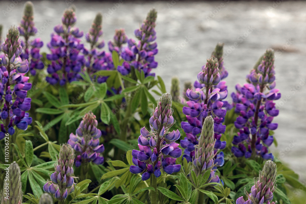 Fototapeta premium Wild Lupins (lupinus perennis)
