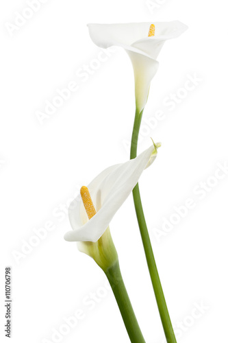 Fototapete standing calla lily flower