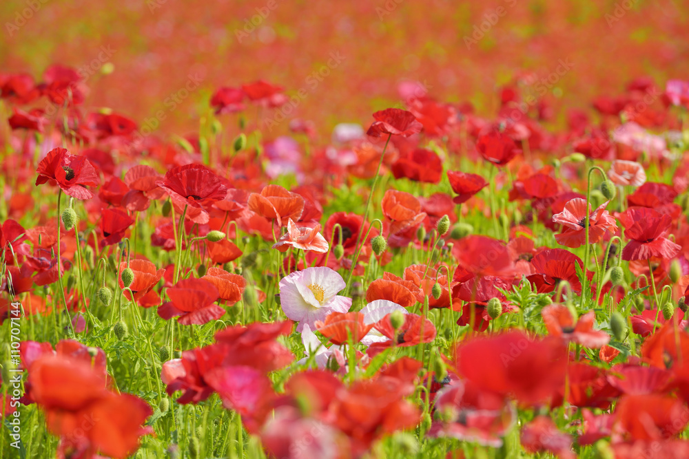 Shirley poppy Shirley poppy