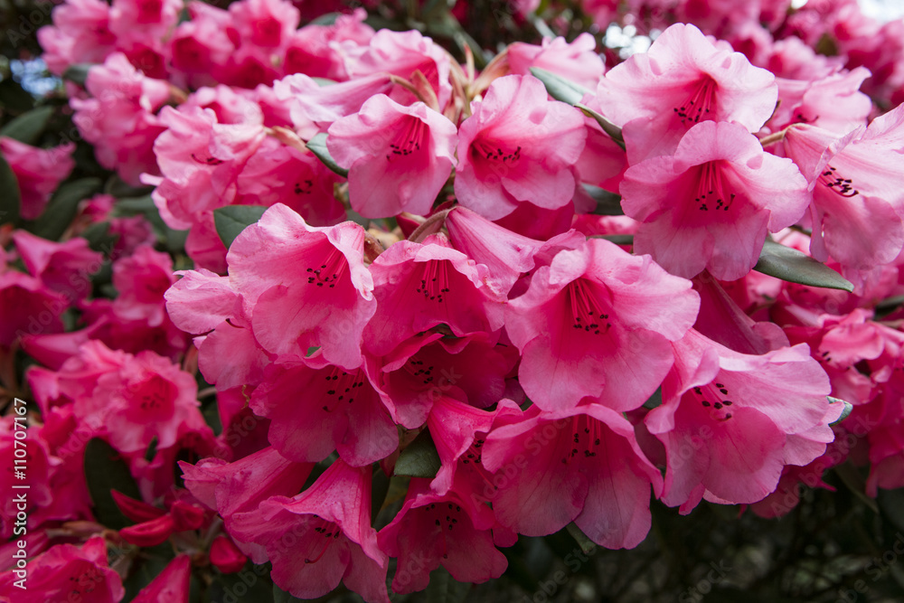 Rhododendron flower. Plant in a public park in Glasgow, Scotland, United Kingdom