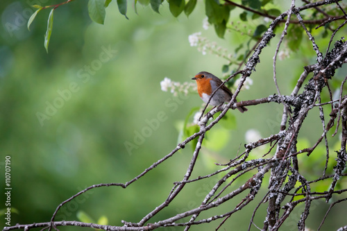 Robin (erithacus rubecula) © philipbird123