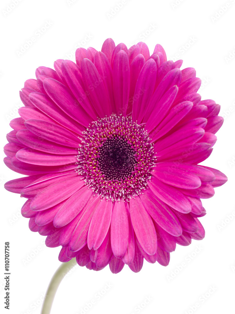 close up image of pink daisy flower close up image of pink daisy flower