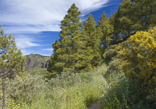 Gran Canaria, Caldera de Tejeda in April photo