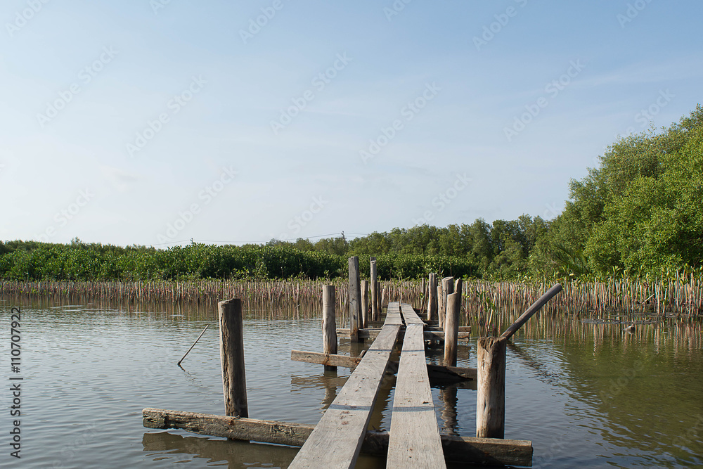 Naklejka premium The bridge wood near Mangrove forest