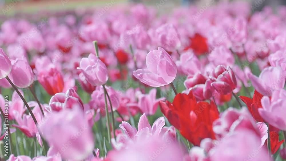 Tulip Flowers,at Showa Memorial Park,Tokyo,Japan,Filmed in Slow-motion. Tulip Flowers,at Showa Memorial Park,Tokyo,Japan,Filmed in Slow-motion.