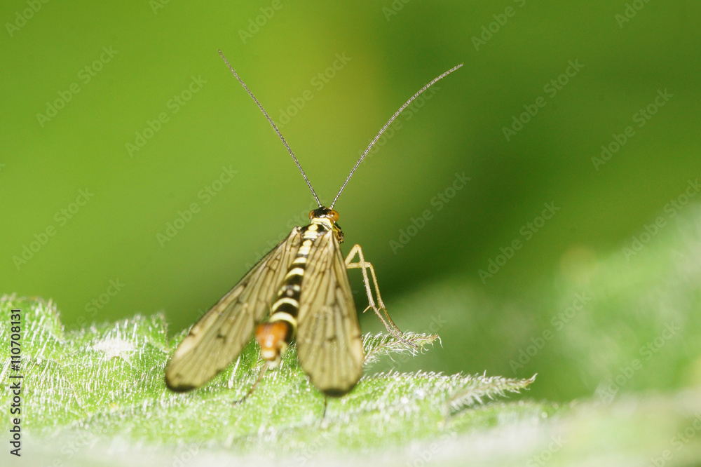 Scorpion Fly, Common Scorpionfly Scorpion Fly, Common Scorpionfly