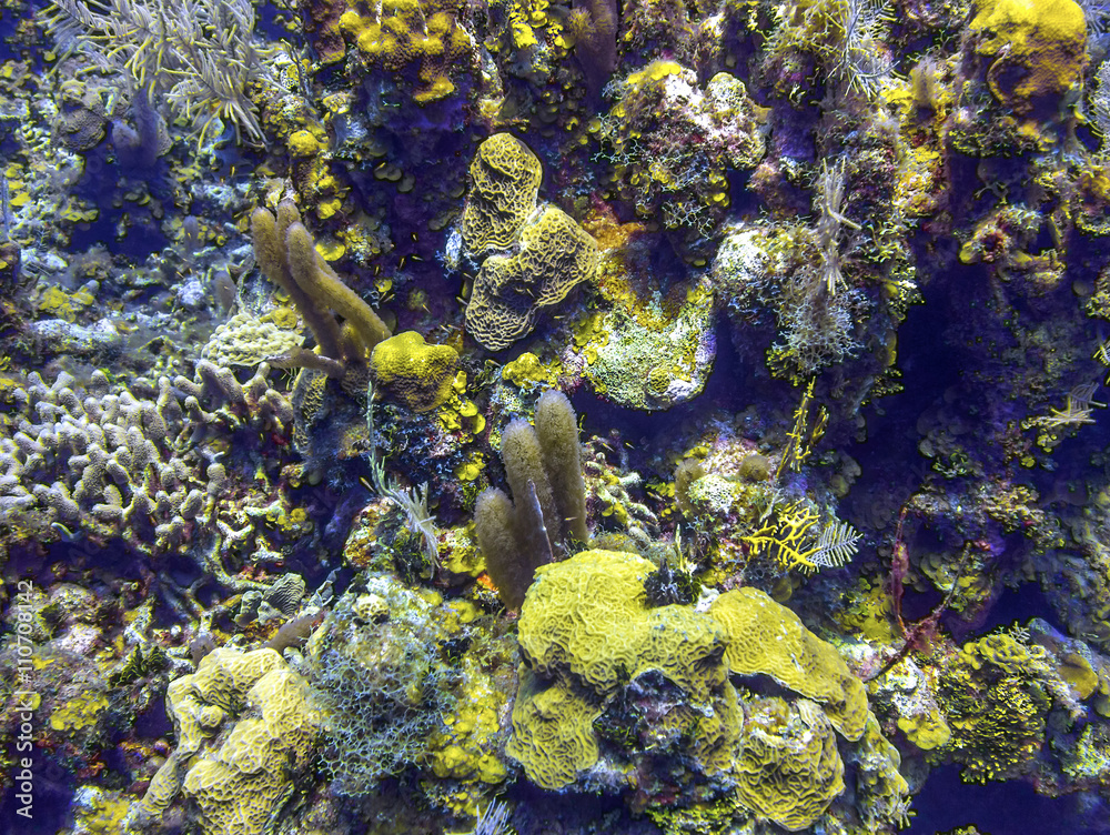 Coral Reef in Roatan Honduras Coral Reef in Roatan Honduras