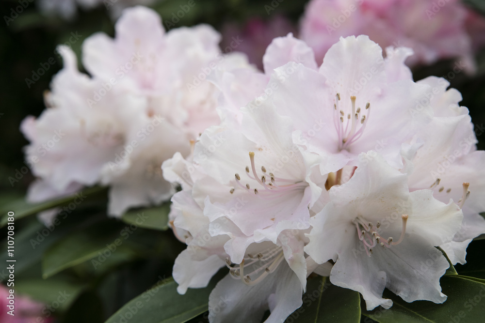 Rhododendron flower. Plant in a public park in Glasgow, Scotland, United Kingdom Rhododendron flower. Plant in a public park in Glasgow, Scotland, United Kingdom