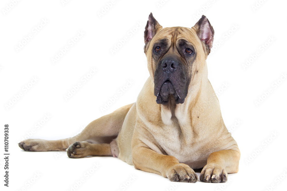 Obraz premium Cane Corso dog on white background