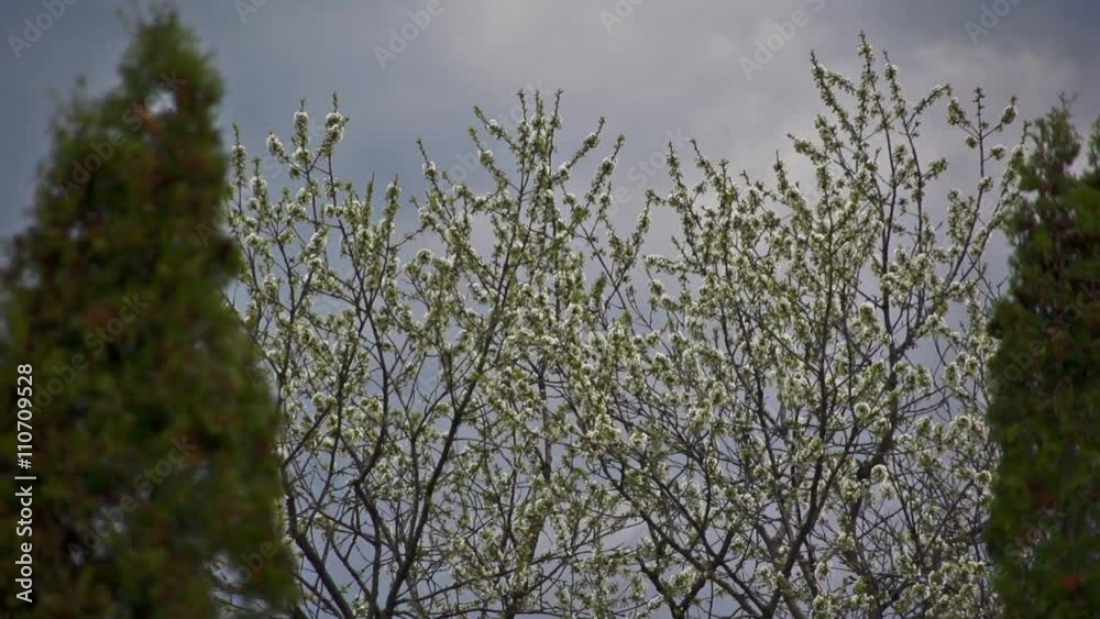 Cherry tree flower blooming in spring
Cherry tree flower blooming in spring